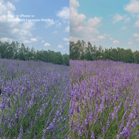 Lavender Fields Preset
